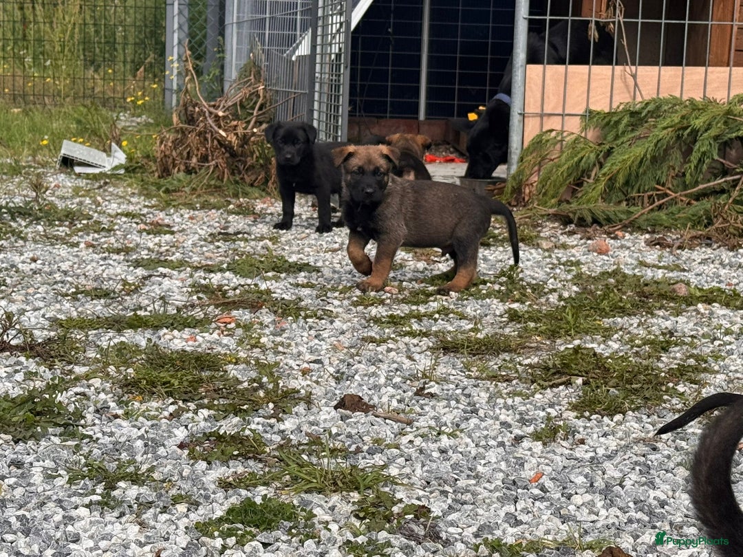 Mechelse Herder honden te koop: Pups van Mechelse en Siberische helders - Advertentie 3