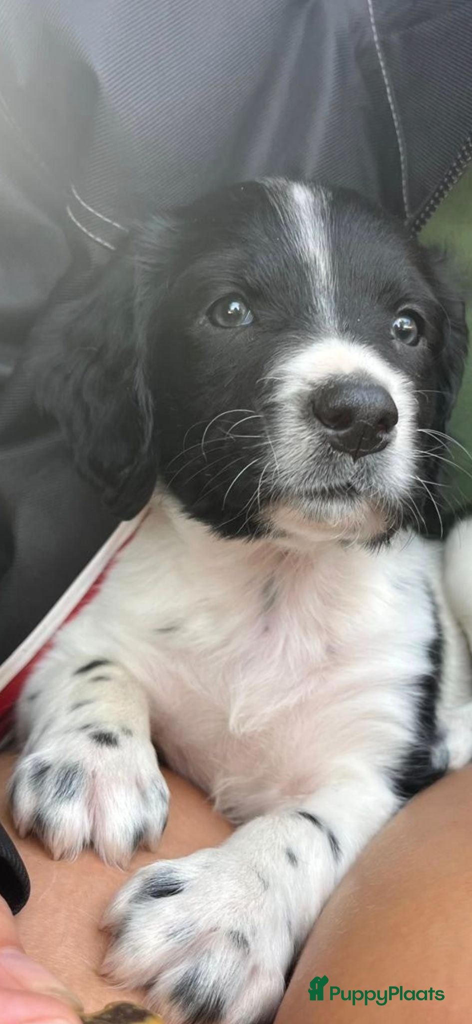 Kruising honden bijzondere kruising  stabij x duitse staande  - Advertentie 12