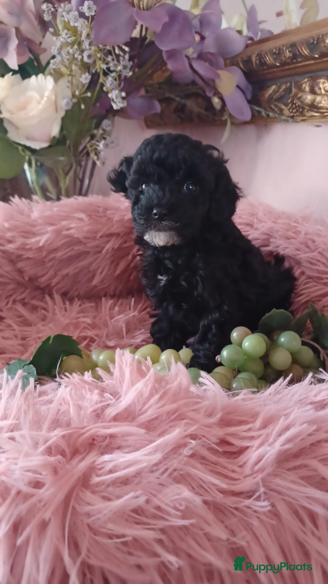 Poedel Toy honden te koop: Toy poedel reutje  - Advertentie 2