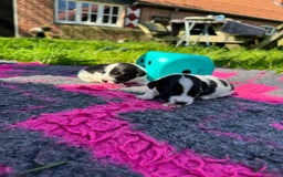 Jack Russel Terriër honden te koop: Jack russel pups (laagbenig) in Baarle-Nassau - Afbeelding 18