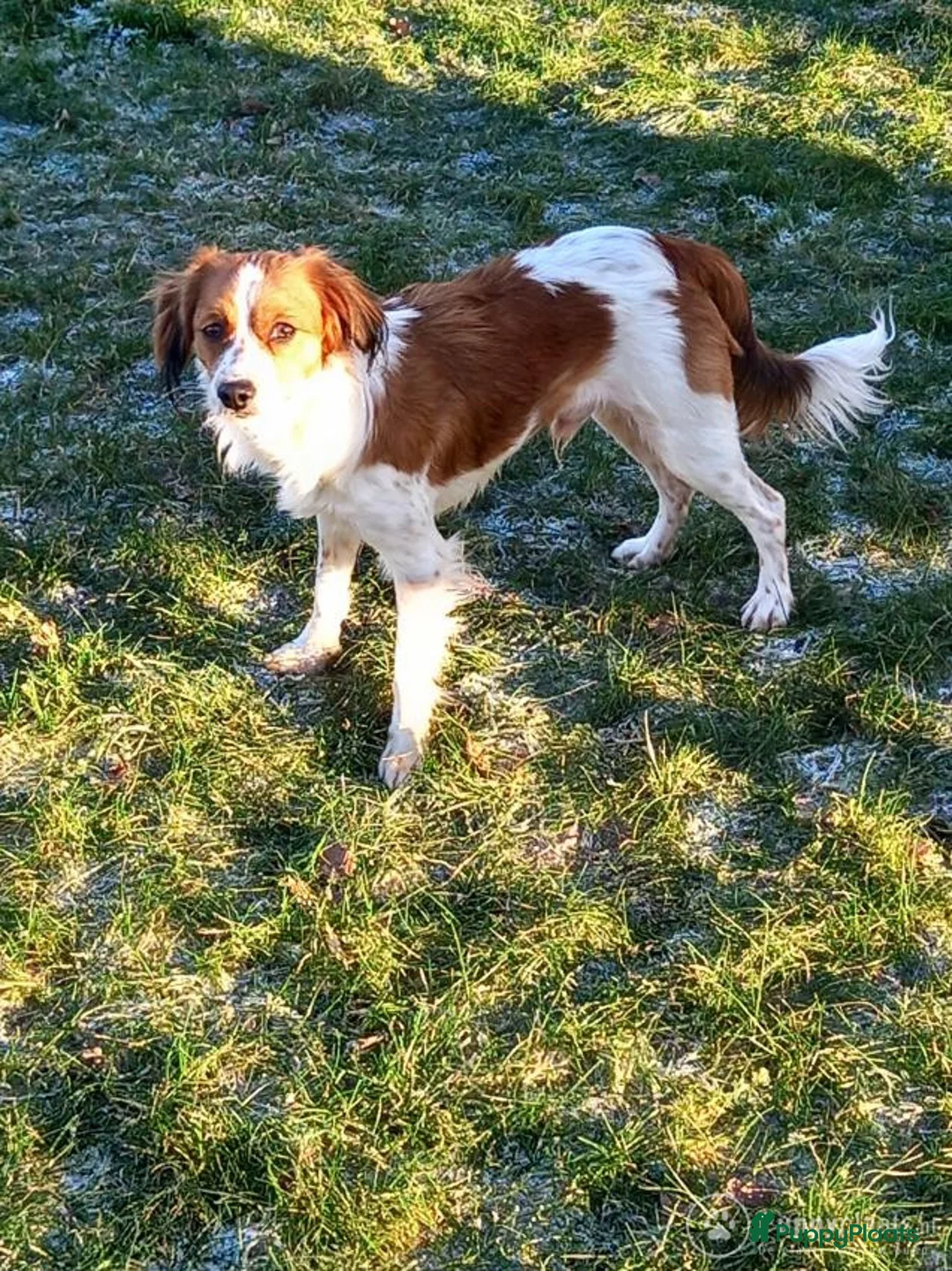 Kooikerhondje honden ter dekking: Kooiker dekreu aangeboden in Sumar - Advertentie 9