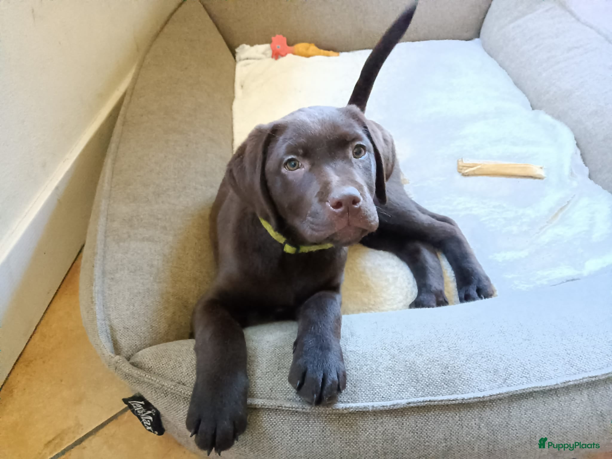 Labrador Retriever honden Mooie, lieve chocoladebruine pup - Advertentie 1