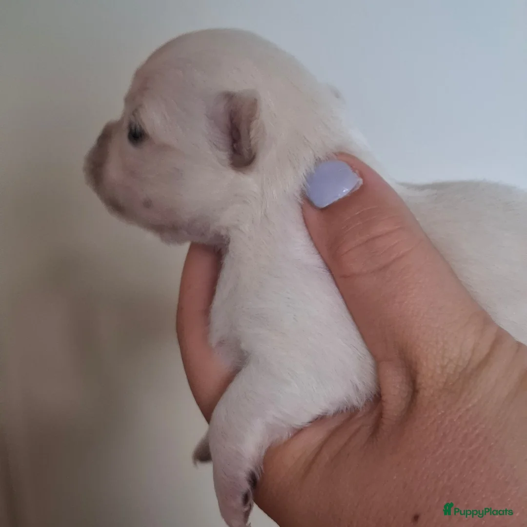 Chihuahua honden te koop: 2 chihuahua teefjes - Advertentie 2