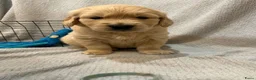 Golden Retriever honden te koop: Golden Retriever puppy’s beschikbaar - Advertentie 4