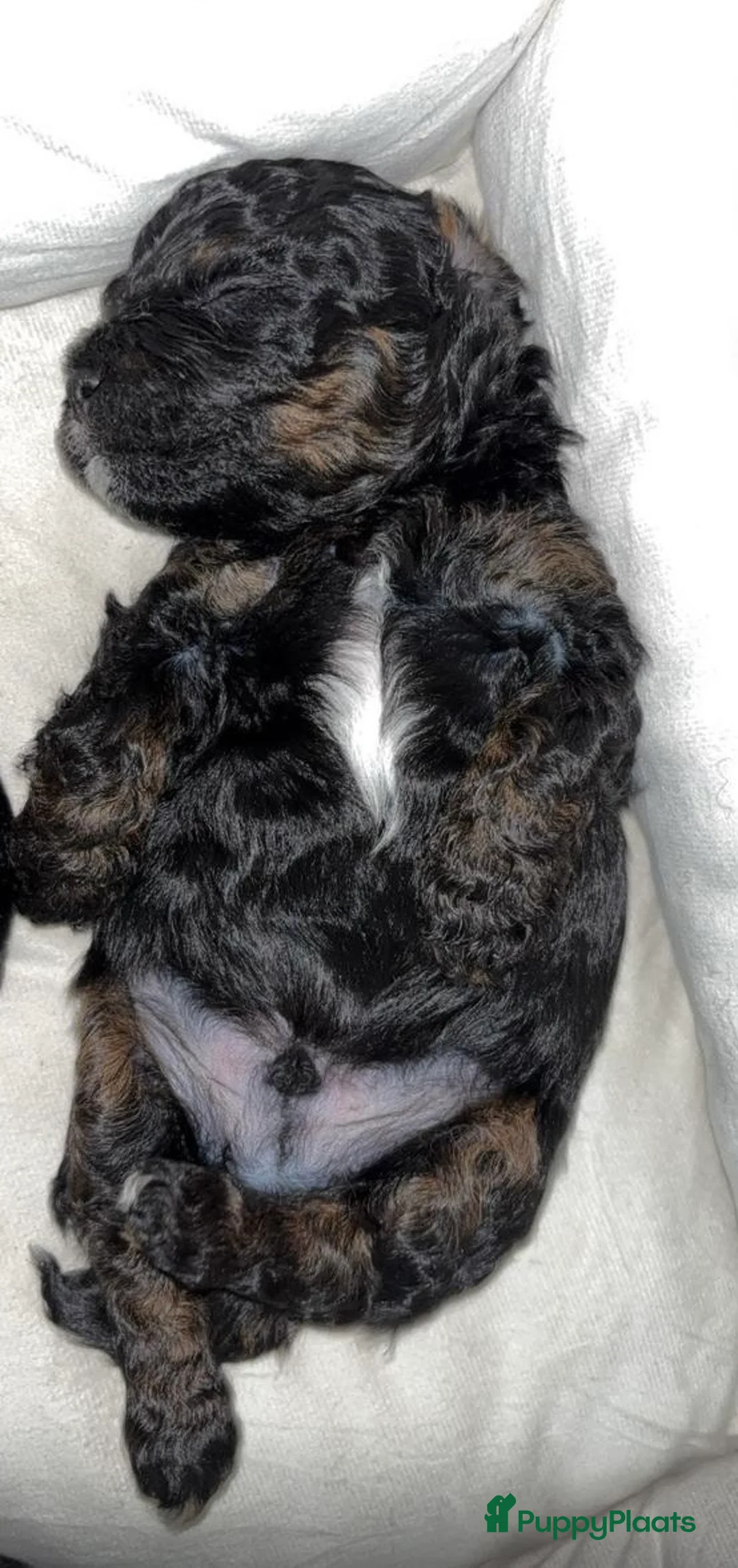 Kruising honden te koop: Nog 2 prachtige black and tan boompoo pups  - Advertentie 5