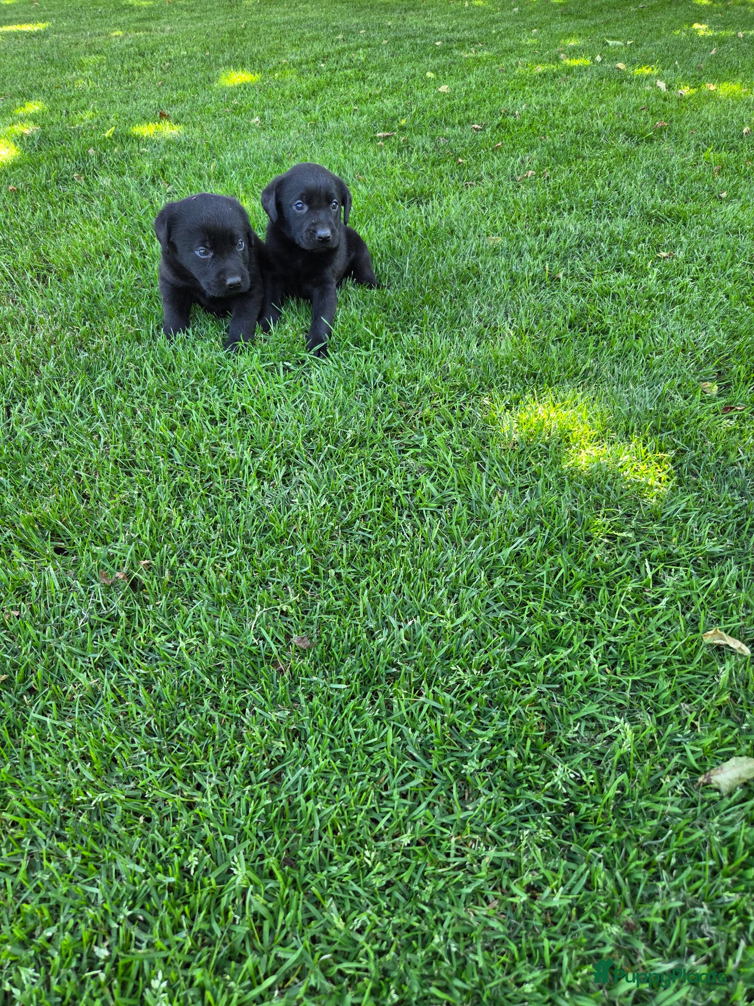 Labrador Retriever honden te koop: Labrador pups raszuiver zwart  - Advertentie 4