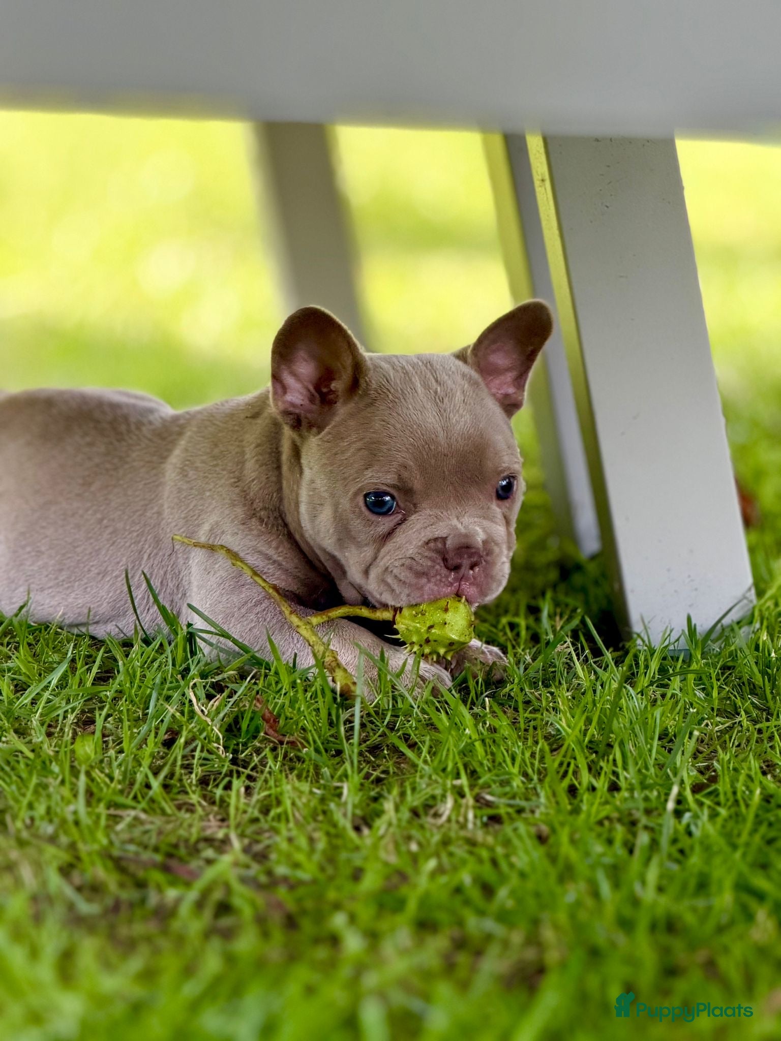 Franse Bulldog honden Mooie Franse bulldog pups - Advertentie 3