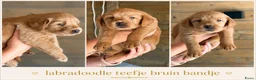 Labradoodle honden te koop: Laatste teefje Medium Labradoodle🐾 - Advertentie 28