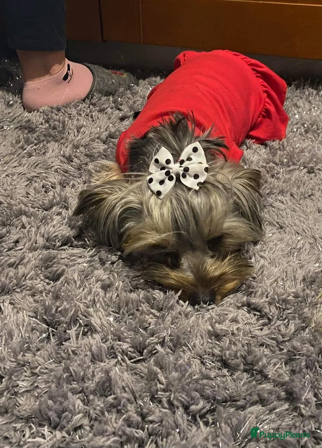 Yorkshire Terriër honden te koop: Yorkshire Terriër pupp - Advertentie 4