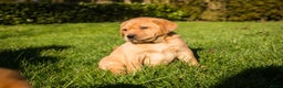 Labrador Retriever honden te koop: Redfox labradorpups  - Advertentie 11