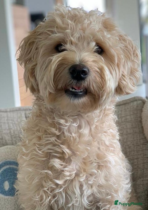 Kruising honden Australian Labradoodle pups (kleine medium) - Advertentie 1