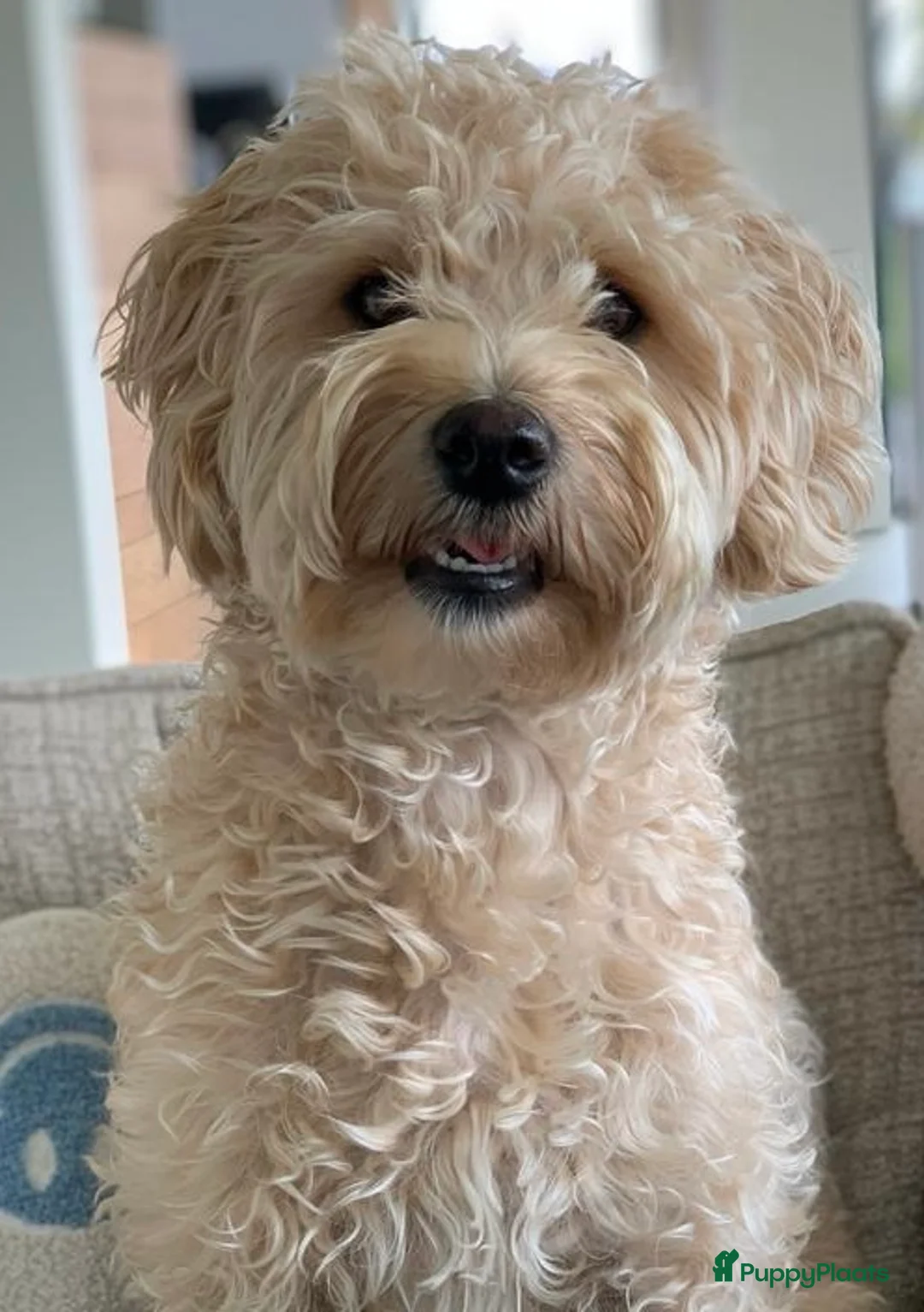 Kruising honden te koop: Australian Labradoodle pups (kleine medium) - Advertentie 1