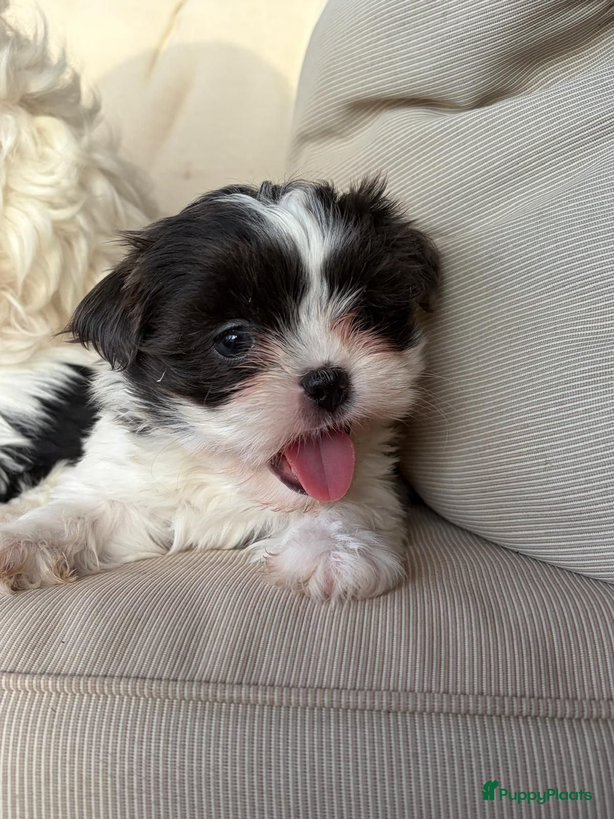 Kruising honden Prachtige boomer pups nog 1 teefje   - Advertentie 6