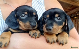 Ruwhaar Teckel honden te koop: Standaard ruwhaar teckel  - Afbeelding 26