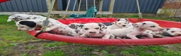 Dalmatiër honden te koop: dalmatiër puppy's zoeken leuk baasje. - Advertentie 7