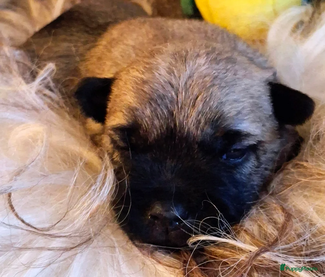 Cairn Terriër honden te koop: 2 mooie blonde cairn terrier reutjes - Advertentie 4