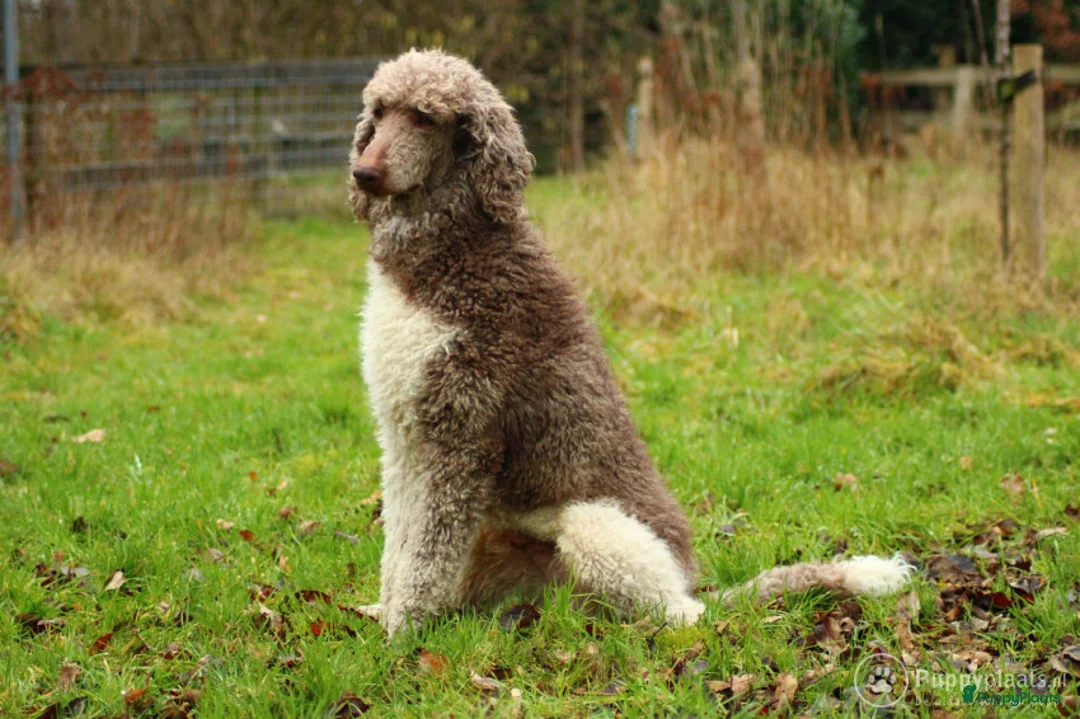 Poedel honden ter dekking: Raszuivere chocobruine en harlekijn koningspoedel in Markelo - Advertentie 4