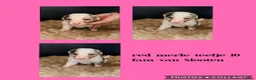 Australian Shepherd honden te koop: Mooie Australian Shepherd pups - Advertentie 22