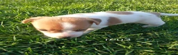 Jack Russel Terriër honden te koop: Boerderijpups jack russel reutjes - Advertentie 3