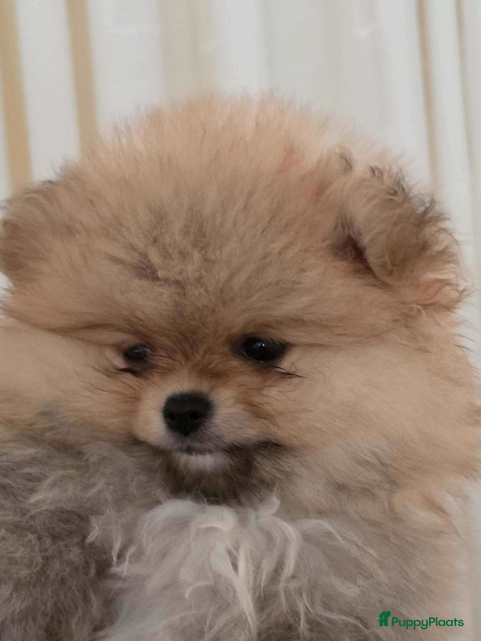 Pomeriaan honden Pomeriaan pups Nederlandse  - Advertentie 1