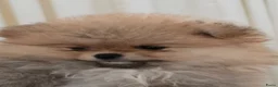 Pomeriaan honden te koop: Pomeriaan pups Nederlandse  - Advertentie 14