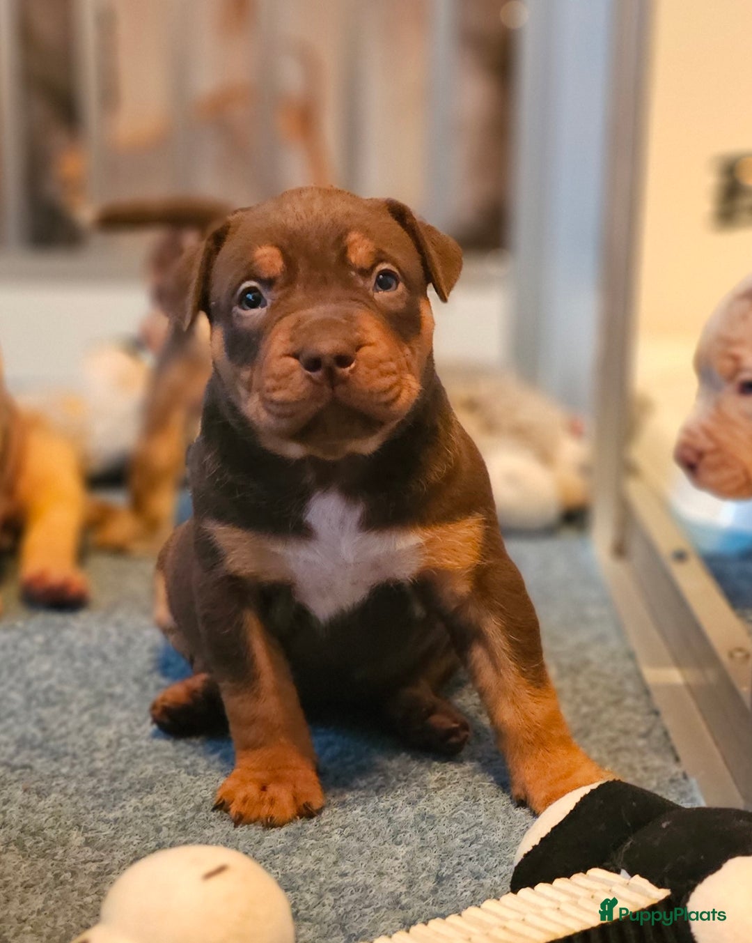 Amerikaanse Bully honden te koop: Pups Bully XL beide ouders kampioen - Advertentie 15