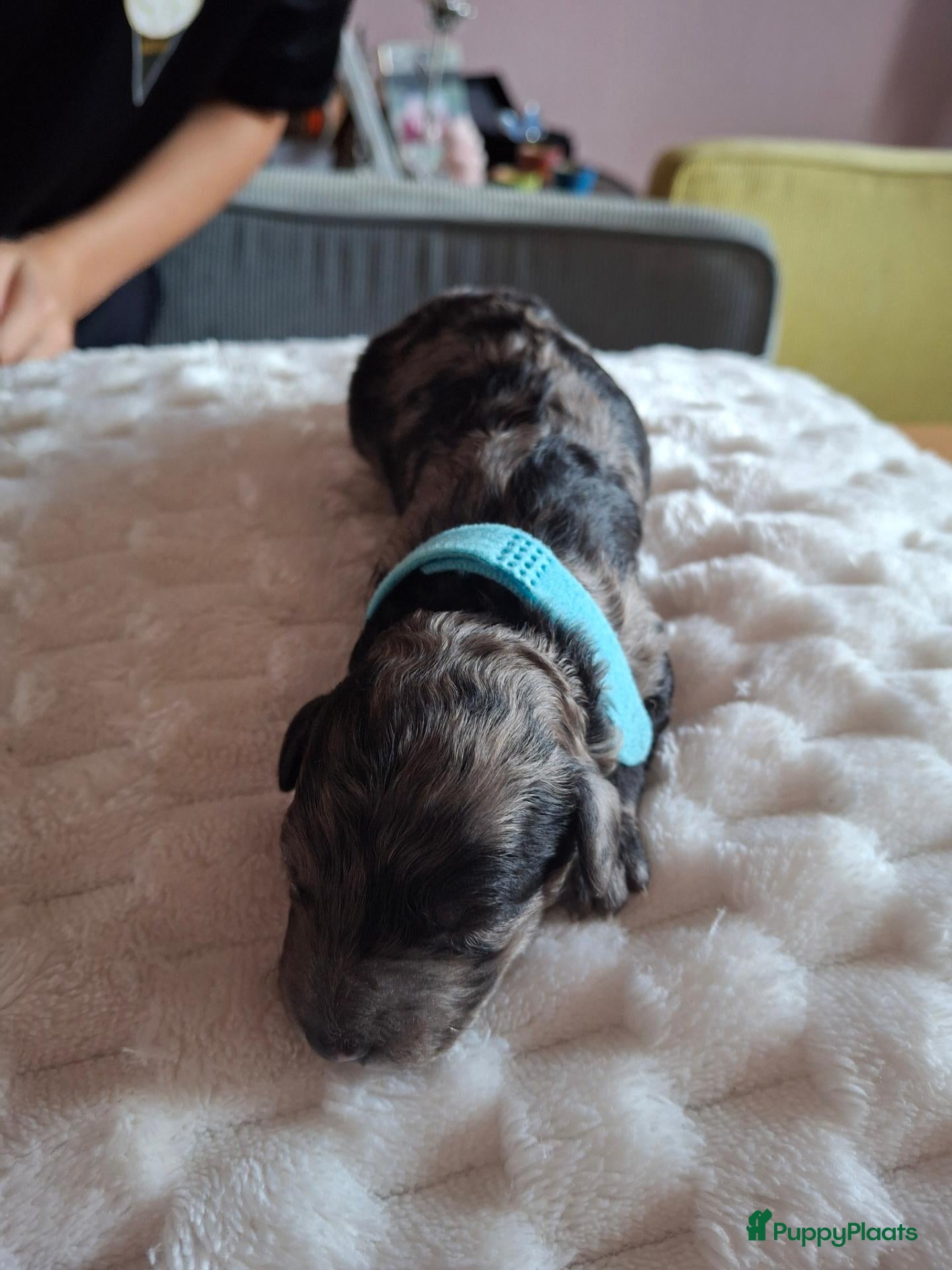 Labradoodle honden te koop: Mooie mini labradoodle puppies  - Advertentie 1