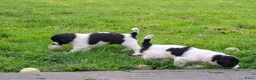 Kruising honden te koop: Prachtige puppy's, mix Friese Stabij/Kelpie  in Nieuwolda - Advertentie 7