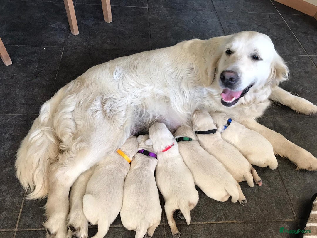 Golden Retriever honden te koop: Golden Retriever pups - Advertentie 11