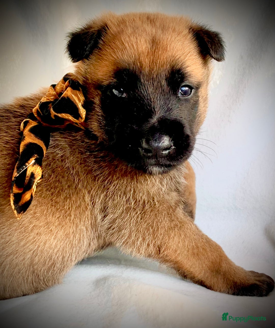 Mechelse Herder honden te koop: Mechelse herder pups met stamboom F.C.I - Advertentie 10