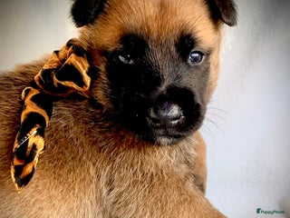 Mechelse Herder honden - Advertentie 6