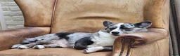 Welsh Corgi Cardigan honden ter dekking: Dekreu in Nistelrode - Advertentie 2