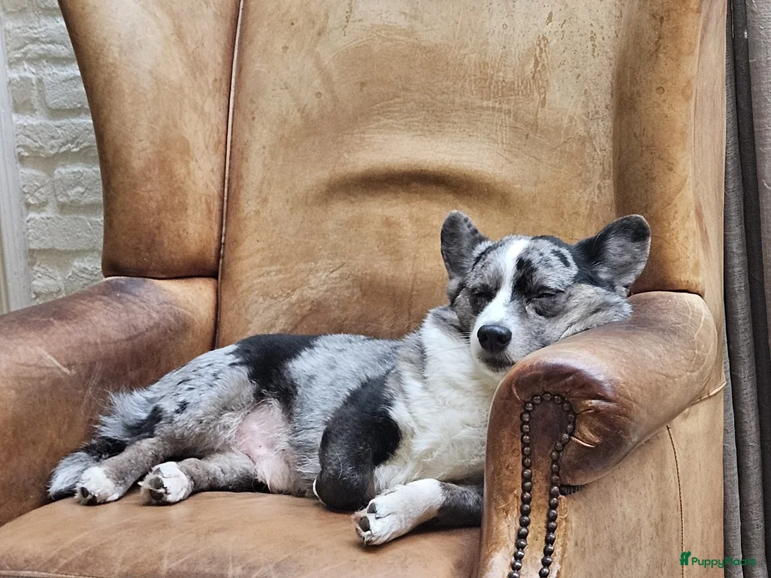 Welsh Corgi Cardigan honden ter dekking: Dekreu in Nistelrode - Advertentie 2