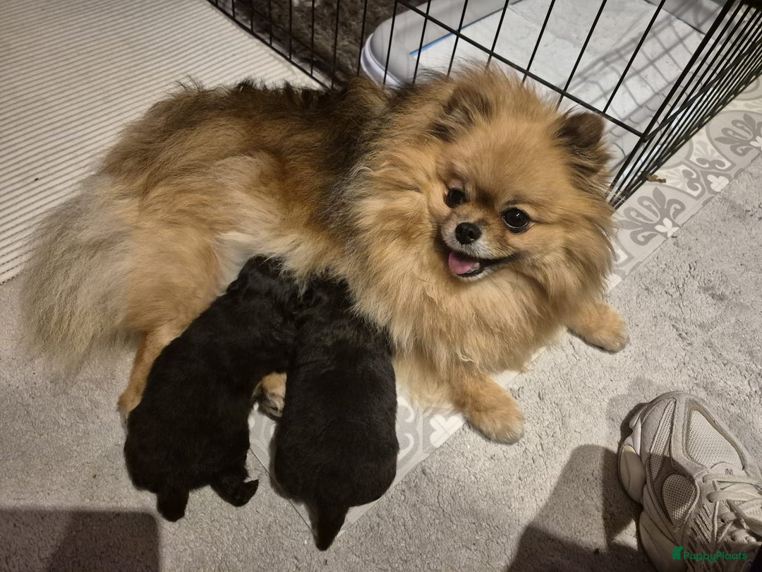 Pomeriaan honden te koop: Speels & Lief Pomeriaan Reutje en Teefje! - Advertentie 4