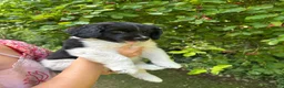 Friese Stabij honden te koop: 3 friese stabij reutjes - Advertentie 6