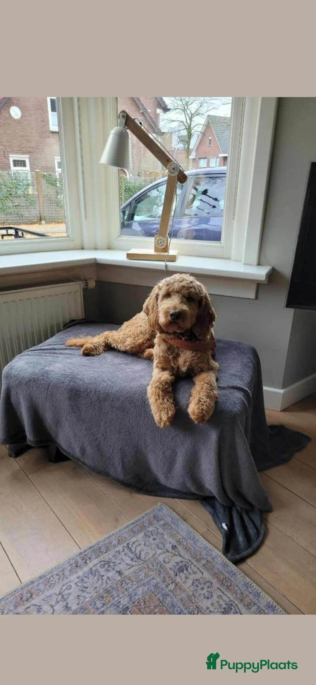 Labradoodle honden ter dekking: Dekreu labradoodle X Goldendoodle - Advertentie 2