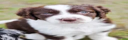 Kruising honden te koop: Australian shepherd x heidewachtel  in Emmen - Advertentie 7