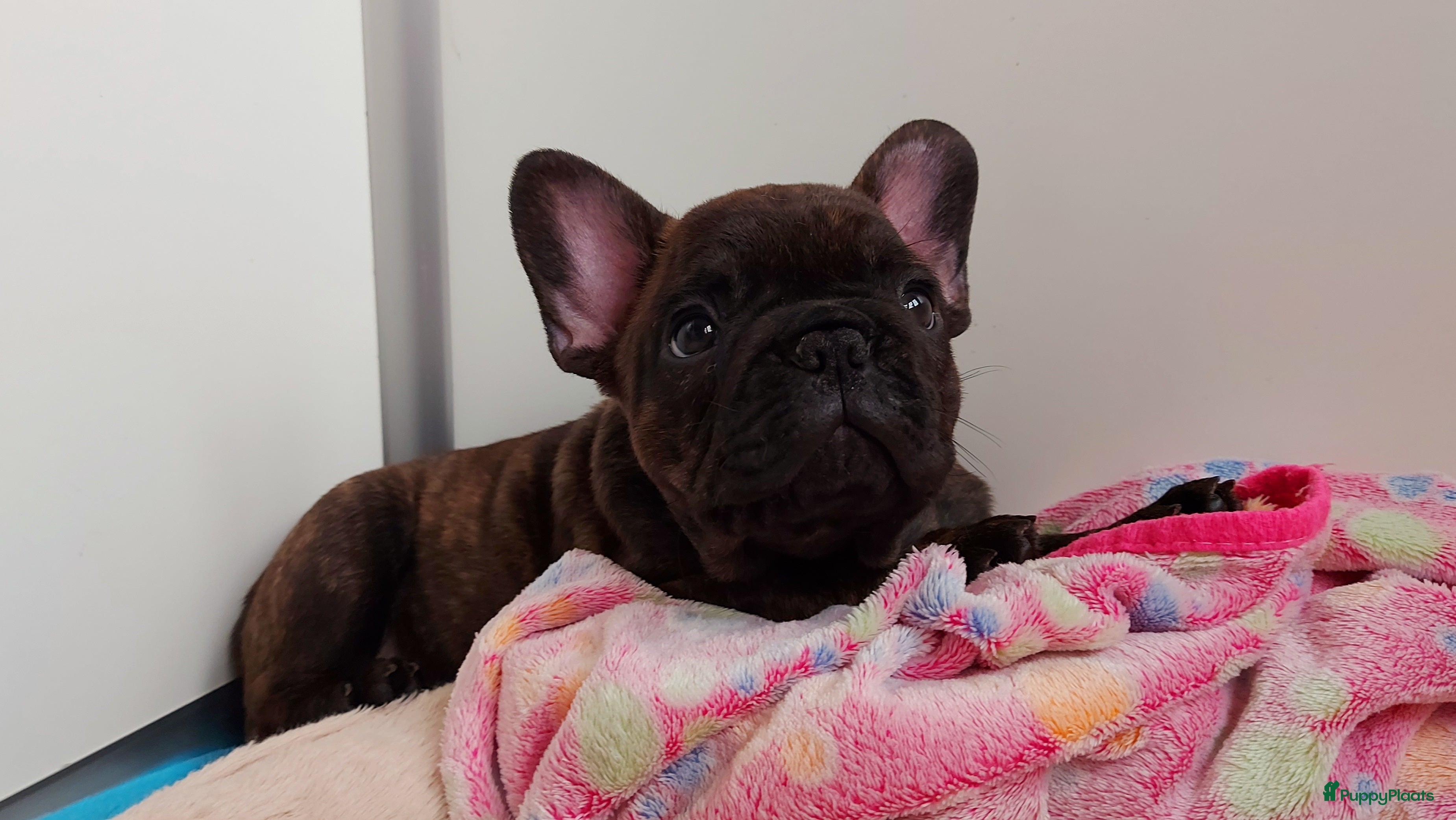 Franse Bulldog honden Prachtige Franse Bulldog pups met stamboom - Advertentie 3