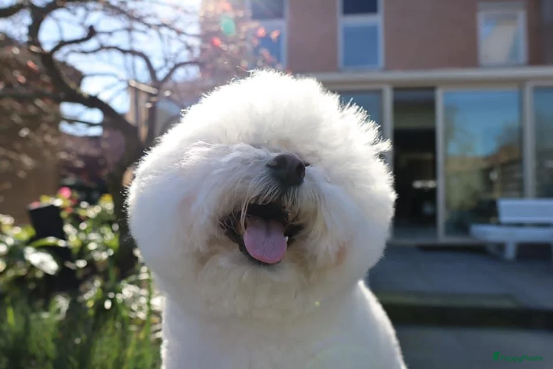 Galerij afbeelding {{count}}