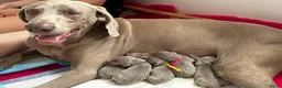 Weimarse Staande Hond korthaar honden te koop: Mooie Weimaraner pups uit mooie werklijn - Advertentie 3