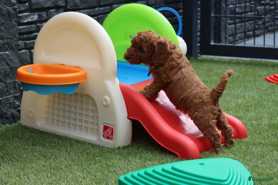 Australian Labradoodle honden te koop:  6 lieve Mini/medium Australian labradoodle pups - Advertentie 24