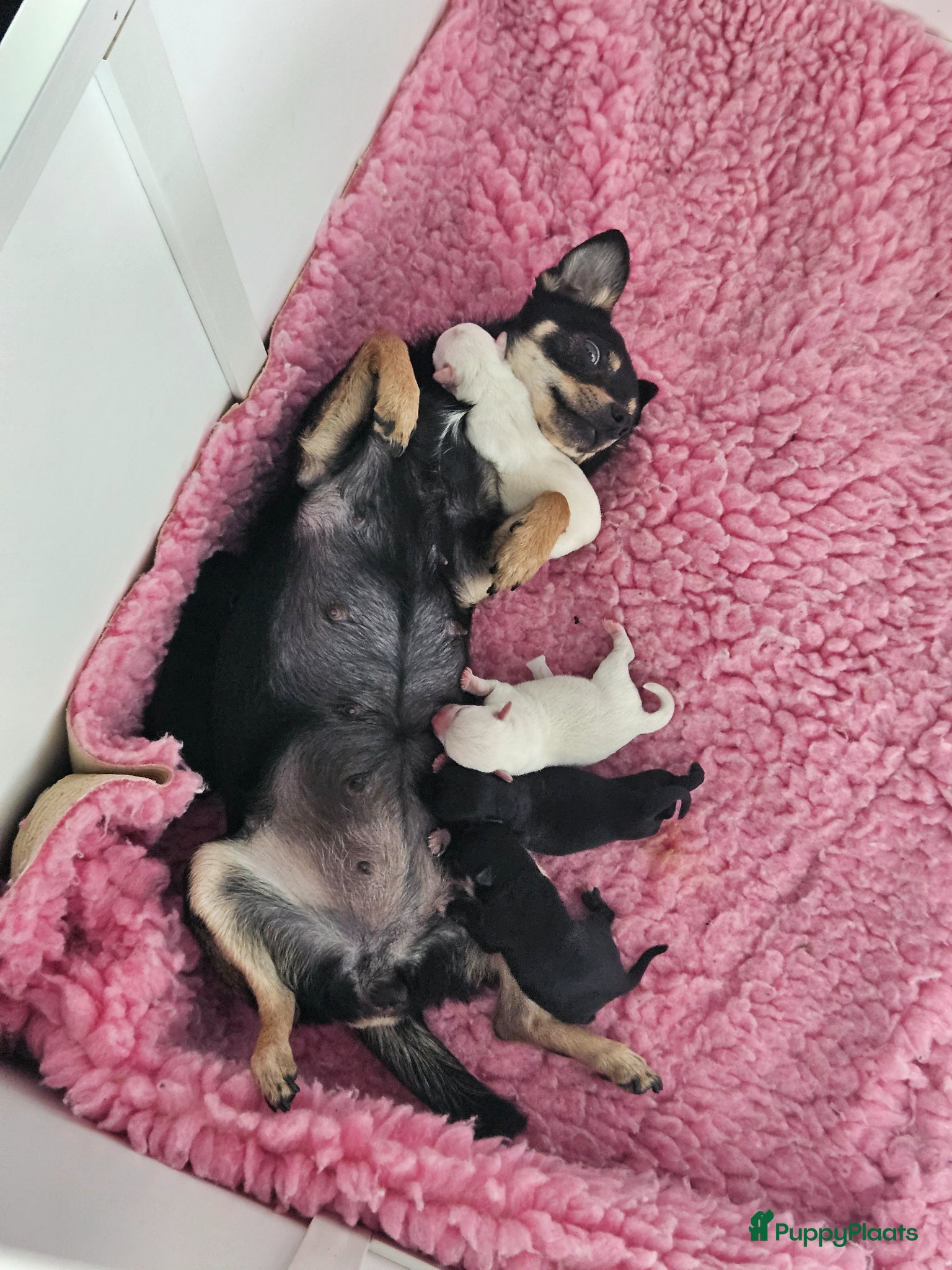 Chihuahua honden Mooie chihuahua pups - Advertentie 2