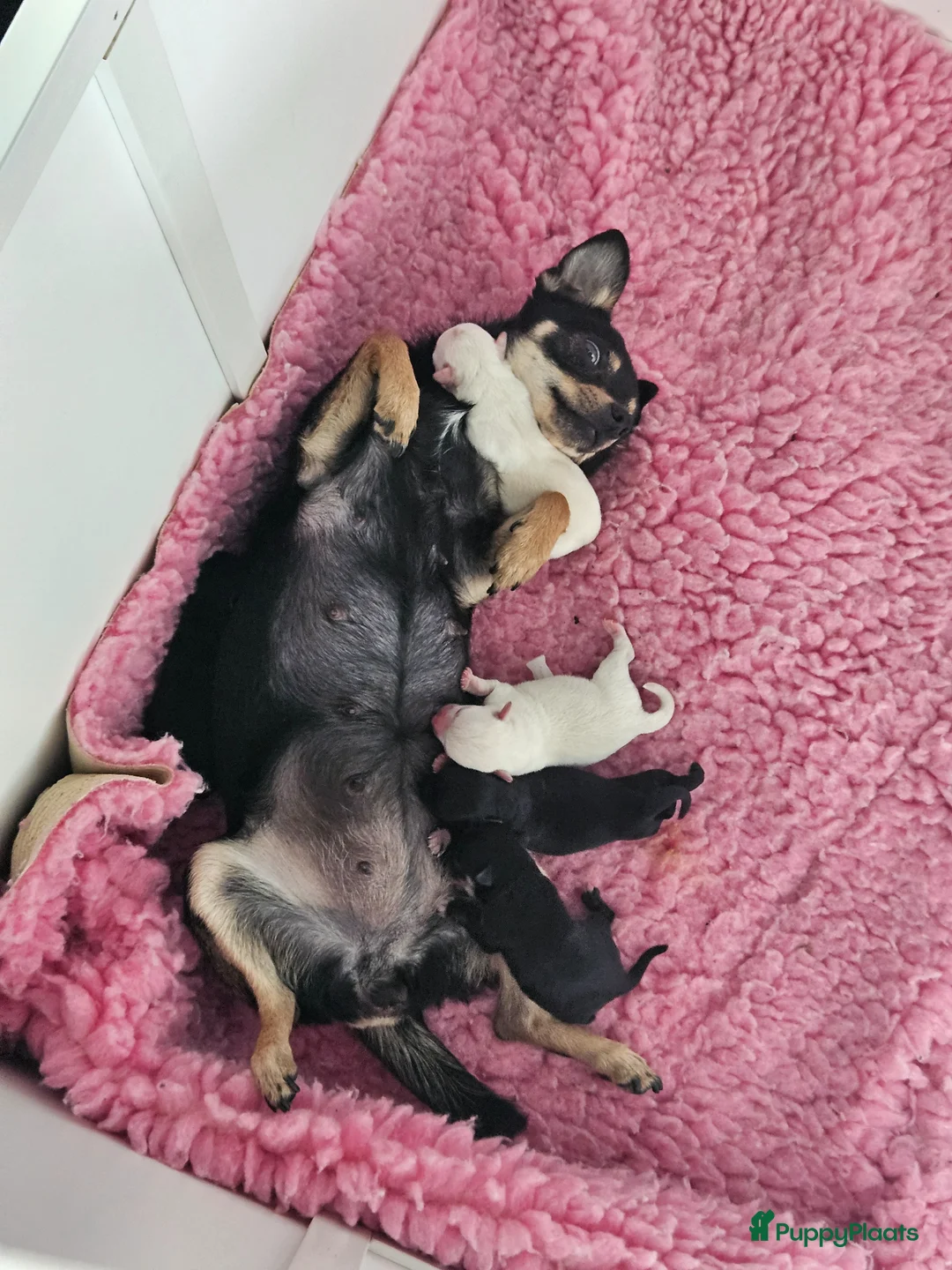Chihuahua honden te koop: Mooie chihuahua pups - Advertentie 1