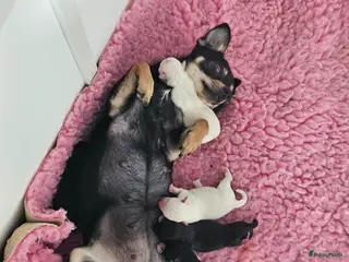 Chihuahua honden Mooie chihuahua pups - Advertentie 1