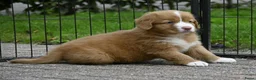 Nova Scotia Duck Tolling Retriever honden te koop: Nova Scotia Duck Tolling Retriever pups # Toller - Advertentie 5