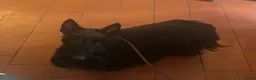 Schotse Terriër honden te koop: Twee Schotse terriër reutjes beschikbaar  - Advertentie 13