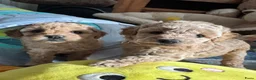 Maltipoo honden te koop: Maltipoo pups - Advertentie 3