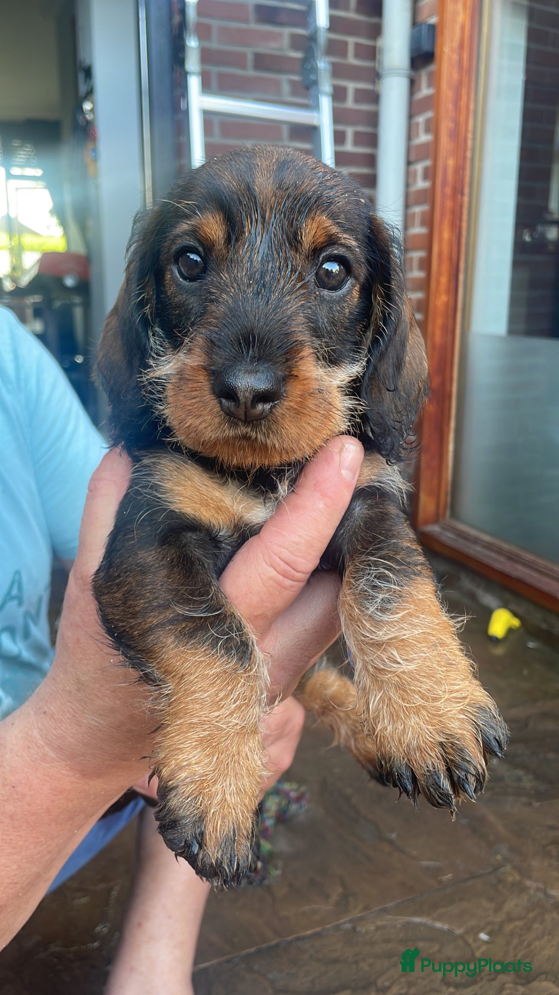 Ruwhaar Teckel honden Ruwharige Teckel pups (standaard) te koop - Advertentie 2
