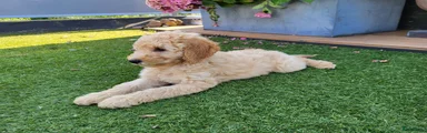 Labradoodle 5