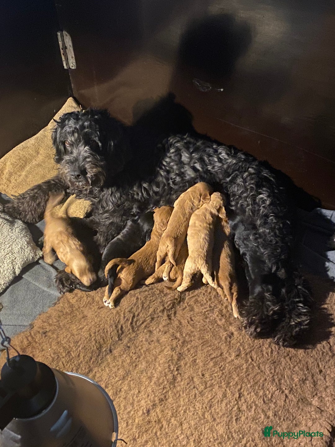 Labradoodle honden te koop: Labradoodle(multigen) mini/midi groeien op in huis - Advertentie 3